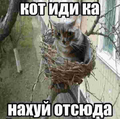 кот кузя в гнездышке[6]