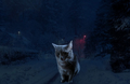 коту кузе холодно[9]