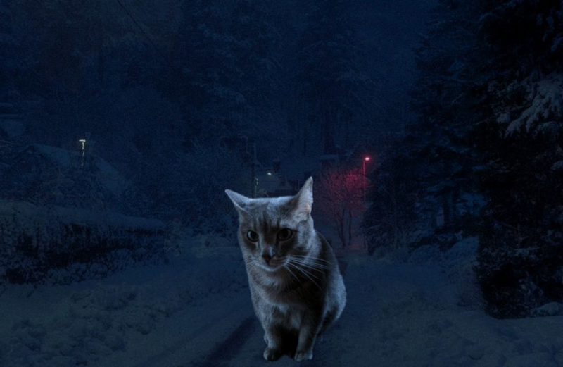 Файл:Кот кузя (мерзнет).png