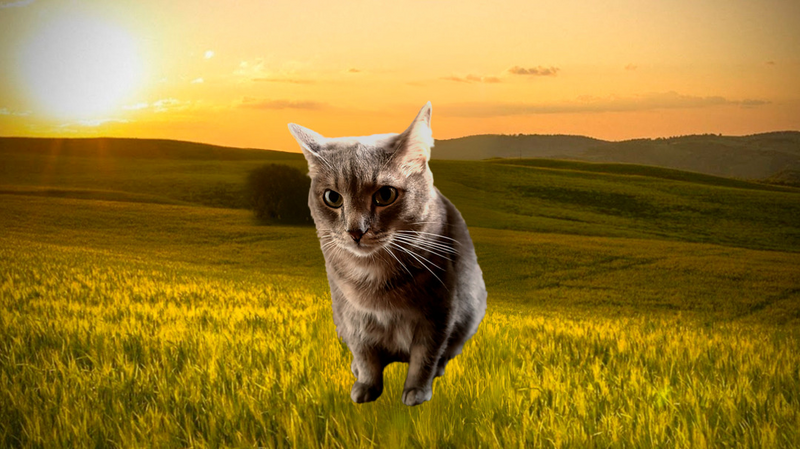 Файл:Чилловый кот кузя.png