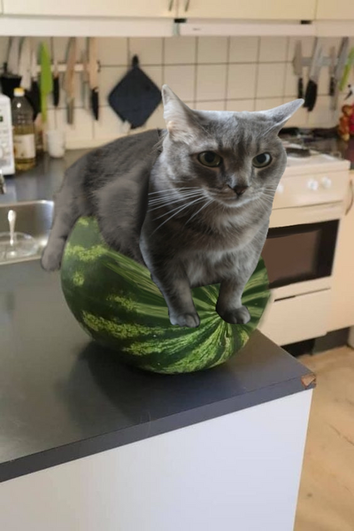 Файл:Кот кузя на арбузе.png